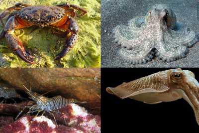 Pelosa, cicala, salipcio, allievi: ecco i crostacei e i molluschi "made in Bari"